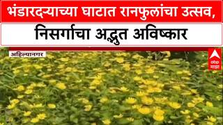 Monsoon Magic: 'अहिल्यानगरचं कासपठार' फुललं! Bhandardara च्या घाटमाथ्यावर रानफुलांचा उत्सव