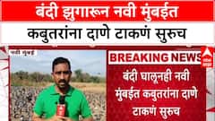 Pigeon Menace: बंदी झुगारून नवी मुंबईत कबुतरांना दाणे टाकणं सुरुच
