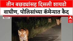 Viral Video: 'मुक्त संचार'! पवनी पोलिसांना मध्यरात्री दिसली Shadow वाघीण आणि ३ बछडे