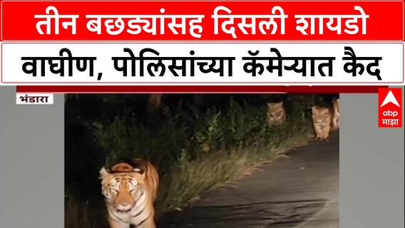 Viral Video: 'मुक्त संचार'! पवनी पोलिसांना मध्यरात्री दिसली Shadow वाघीण आणि ३ बछडे