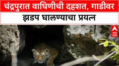 Tiger Attack: चंद्रपुरात 'K-mark' वाघिणीचा रस्त्यावर थरार, दुचाकी-चारचाकी गाड्यांवर हल्ल्याचा प्रयत्न