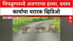 Chiplun Viral Video:चिपळूणमध्ये अजगराचा हल्ला, बचाव कार्याचा थरारक व्हिडिओ