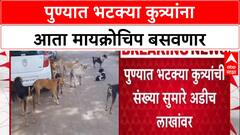 Stray Dog Menace: पुणे शहरात अडीच लाख भटक्या कुत्र्यांना Microchip, PMC चा राज्यात पहिलाच प्रकल्प