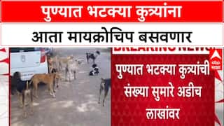 Stray Dog Menace: पुणे शहरात अडीच लाख भटक्या कुत्र्यांना Microchip, PMC चा राज्यात पहिलाच प्रकल्प
