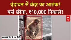 Monkey Snatch: मथुरा वृंदावन में बंदर का आतंक, पर्स से ₹10,000 निकाले!