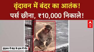 Monkey Snatch: मथुरा वृंदावन में बंदर का आतंक, पर्स से ₹10,000 निकाले!