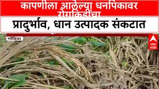 Gondia Farmers : कापणीला आलेल्या धनपिकावर रोगकिडींचा प्रादुर्भाव, धान उत्पादक संकटात