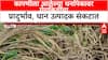 Gondia Farmers : कापणीला आलेल्या धनपिकावर रोगकिडींचा प्रादुर्भाव, धान उत्पादक संकटात