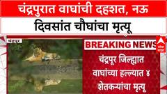 Chandrapur Tiger Terror: नऊ दिवसांत चार शेतकऱ्यांचा बळी, मानव-वन्यजीव संघर्षाने जिल्हा हादरला.