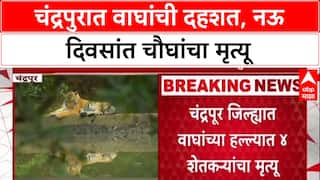 Chandrapur Tiger Terror: नऊ दिवसांत चार शेतकऱ्यांचा बळी, मानव-वन्यजीव संघर्षाने जिल्हा हादरला.