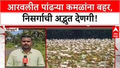 White Lotus Bloom Sindhudurg : वेंगुर्लेमधील आरवली गावात पांढऱ्या कमळांना बहर