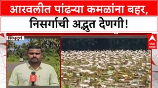 White Lotus Bloom Sindhudurg : वेंगुर्लेमधील आरवली गावात पांढऱ्या कमळांना बहर