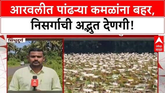 White Lotus Bloom Sindhudurg : वेंगुर्लेमधील आरवली गावात पांढऱ्या कमळांना बहर