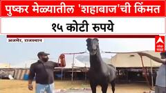 Horse Worth ₹15 crore: 'Shahbaz' नावाच्या घोड्याची किंमत १५ कोटी, Pushkar मेळ्यातील प्रमुख आकर्षण