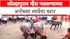Buffalo race : Kolhapur मध्ये म्हैस पळवण्याची स्पर्धा, आमदार Satej Patil, Rajesh Kshirsagar यांची हजेरी