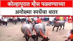 Buffalo race : Kolhapur मध्ये म्हैस पळवण्याची स्पर्धा, आमदार Satej Patil, Rajesh Kshirsagar यांची हजेरी