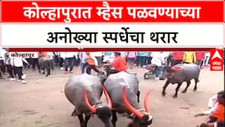 Buffalo race : Kolhapur मध्ये म्हैस पळवण्याची स्पर्धा, आमदार Satej Patil, Rajesh Kshirsagar यांची हजेरी