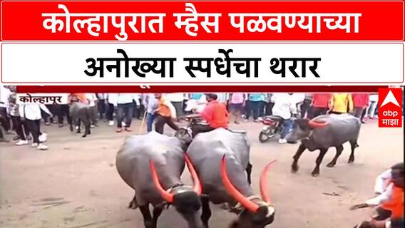 Buffalo race : Kolhapur मध्ये म्हैस पळवण्याची स्पर्धा, आमदार Satej Patil, Rajesh Kshirsagar यांची हजेरी