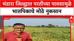 Heavy Rain Crop Loss | भंडारा जिल्ह्यात भातपिकाचे मोठे नुकसान, शेतकरी हवालदिल