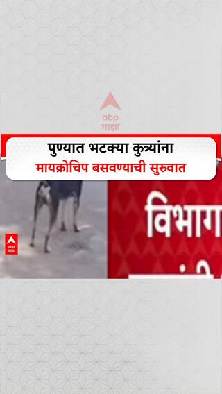 Stray Dogs Pune : 'पुणे Mahapalika कडून भटक्या कुत्र्यांना मायक्रोचिप बसवण्याची सुरुवात