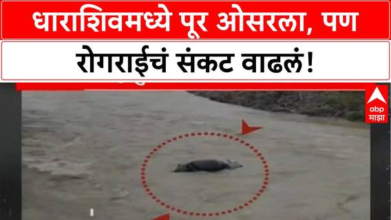 Flood Aftermath: धाराशिवमध्ये रोगराईचा हाहाकार, जनावरांना चारा नाही