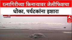 Jellyfish Alert: 'किनारी येऊ नका', Ratnagiri त Lion's Mane जेलीफिशचा धोका, पर्यटकांना इशारा!
