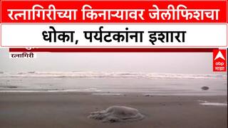 Jellyfish Alert: 'किनारी येऊ नका', Ratnagiri त Lion's Mane जेलीफिशचा धोका, पर्यटकांना इशारा!