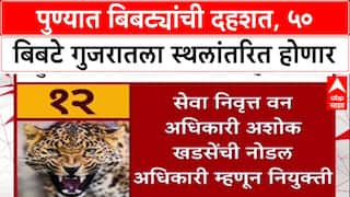 Man-Leopard Conflict: ‘...लोक वैतागले आहेत’, 50 बिबटे Vantara मध्ये पाठवणार, Ajit Pawar यांची घोषणा