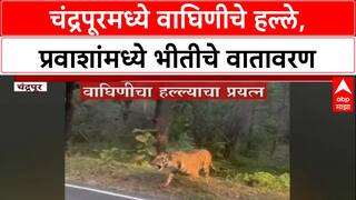 Chandrapur Tiger Attack : चंद्रपूरमध्ये वाघिणीचे हल्ले,प्रवाशांमध्ये भीतीचे वातावरण, थरारक व्हिडीओ