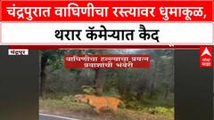 Tigress Attack: चंद्रपुरात 'K-मार्क' वाघिणीचा थरार, दुचाकी-चारचाकी गाड्यांवर करतेय हल्ल्याचा प्रयत्न