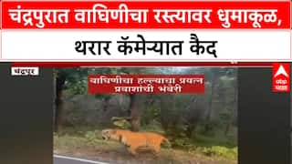 Tigress Attack: चंद्रपुरात 'K-मार्क' वाघिणीचा थरार, दुचाकी-चारचाकी गाड्यांवर करतेय हल्ल्याचा प्रयत्न