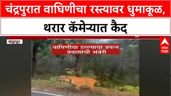 Tigress Attack: चंद्रपुरात 'K-मार्क' वाघिणीचा थरार, दुचाकी-चारचाकी गाड्यांवर करतेय हल्ल्याचा प्रयत्न
