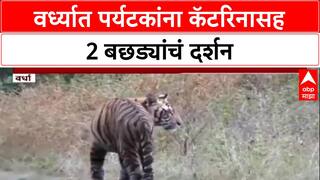 Vardha Leopard News : वर्ध्यात पर्यटकांना कॅटरिनासह 2 बछड्यांचं दर्शन