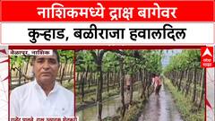 Nashik Farmer : नाशिकमध्ये द्राक्ष बागेवर कुऱ्हाड, बळीराजा हवालदिल