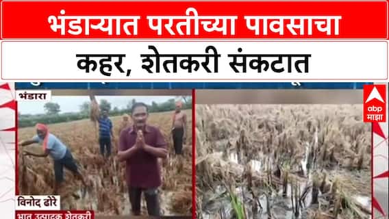 Rain Fury: 'डोळ्यादेखत पीक गेलं', Bhandara मध्ये परतीच्या पावसाने भात शेतकरी हवालदिल