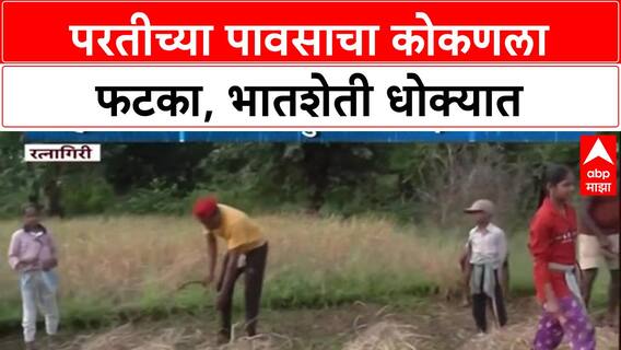 Unseasonal Rains: 'हाता-तोंडाशी आलेला घास हिरावला', Konkan मध्ये परतीच्या पावसाने शेतकरी हवालदिल