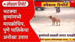 Stray Dog Microchip : भटक्या कुत्र्यांमध्ये मायक्रोचिप, पुणे पालिकेचा अनोखा उपाय Special Report