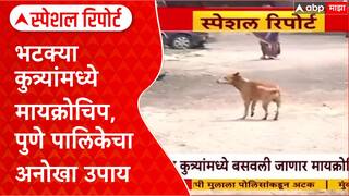 Stray Dog Microchip : भटक्या कुत्र्यांमध्ये मायक्रोचिप, पुणे पालिकेचा अनोखा उपाय Special Report