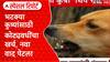 Special Report Pune Dog: हा भ्रष्टाचाराचा प्रकार, कंत्राटदारांच्या घशात 5 कोटी घालण्याचा घाट, पुणेकरांचा आरोप