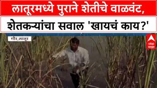 Latur Flood  : 'खायचं काय?', Latur मध्ये Manjra नदीच्या पुराने 200 एकर शेतीचं वाळवंट!