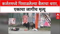 Karjat Bull Attack : कर्जतमध्ये पिसाळलेल्या बैलाचा हैदोस, 'Arjun Mhase' यांचा मृत्यू, एक गंभीर जखमी