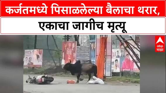 Karjat Bull Attack : कर्जतमध्ये पिसाळलेल्या बैलाचा हैदोस, 'Arjun Mhase' यांचा मृत्यू, एक गंभीर जखमी