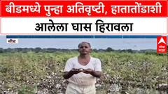 Maharashtra Rains: 'आधीची नुकसान भरपाई नाही, आता नवं संकट', Beed मध्ये शेतकरी हवालदिल