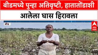 Maharashtra Rains: 'आधीची नुकसान भरपाई नाही, आता नवं संकट', Beed मध्ये शेतकरी हवालदिल