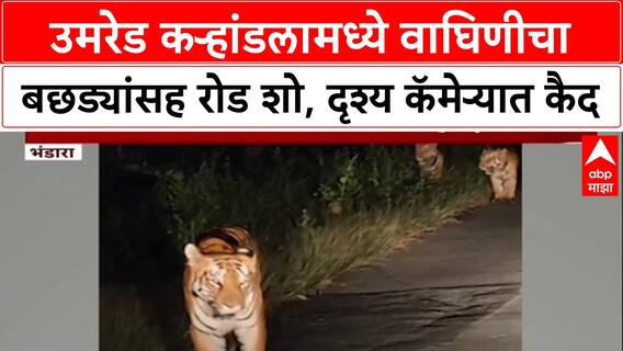 Viral Video: उमरेड कऱ्हांडलामध्ये वाघिणीचा बछड्यांसह रोड शो, दृश्य कॅमेऱ्यात कैद