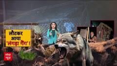 Wolf Attack: Bahraich में आदमखोर भेड़ियों का खौफ, 6 लोगों की जान गई!