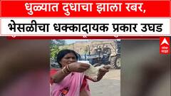 Food Safety Alert: 'दुधाचं झालं रबर!', Dhule मधील शिरपूर येथील धक्कादायक प्रकार, कारवाईची मागणी