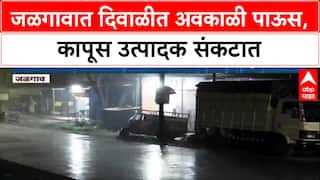 Unseasonal Rain: दिवाळीत जळगावमध्ये अवकाळी पाऊस, रब्बीला फायदा पण Cotton पिकाचं मोठं नुकसान?