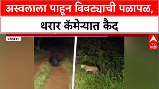 Viral Video: 'शिकारी' बिबट्याची झाली शिकार? नवेगाव-नागझिरात अस्वल दिसताच leopard ची 'बोबडी वळली'!