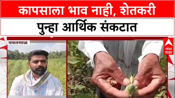 Farmers Distress: 'उत्पादन खर्चही निघेना', कापसाला भाव नसल्याने बळीराजा आर्थिक अडचणीत